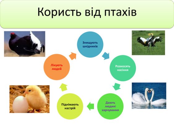 Мультимедійна презентація інтегрованого урока природознавства та трудового  навчання у 3 класі на тему: "Птахи"
